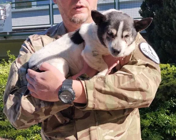 Znaleziono psa, Toruń, 26 kwietnia 2025