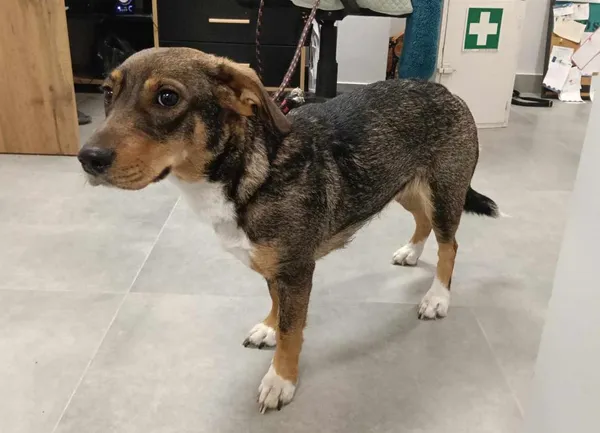 Znaleziono psa, Toruń, 24 kwietnia 2025