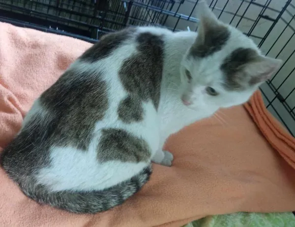 Znaleziono kota, Toruń, 24 kwietnia 2025