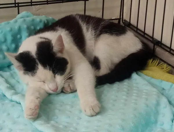 Znaleziono kota, Toruń, 24 kwietnia 2025