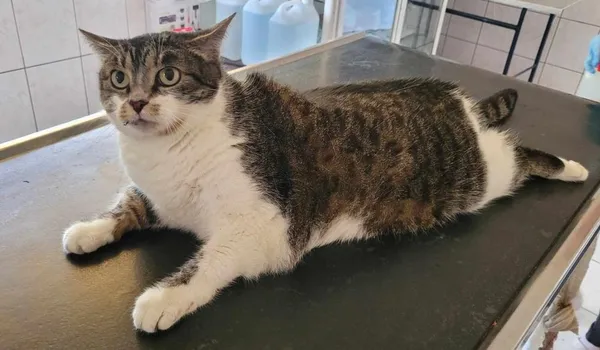 Znaleziono kota, Toruń, 23 kwietnia 2025