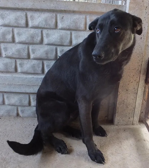 Znaleziono psa, Nowa Krępa, 16 kwietnia 2025