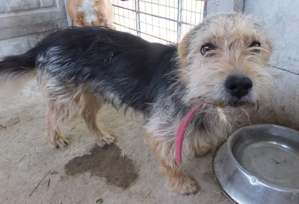 Znaleziono psa, Nowa Krępa, 15 kwietnia 2025