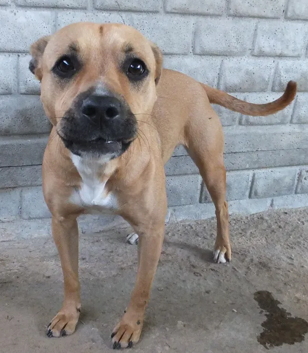 Znaleziono psa, Nowa Krępa, 15 kwietnia 2025