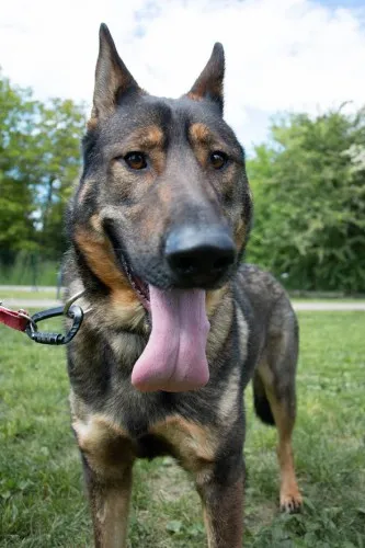 Pies do adopcji, Kraków, 11 kwietnia 2025 (1/5)