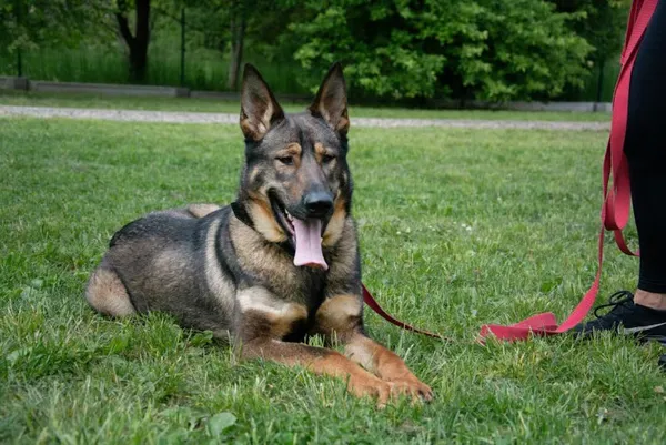 Pies do adopcji, Kraków, 11 kwietnia 2025 (2/5)