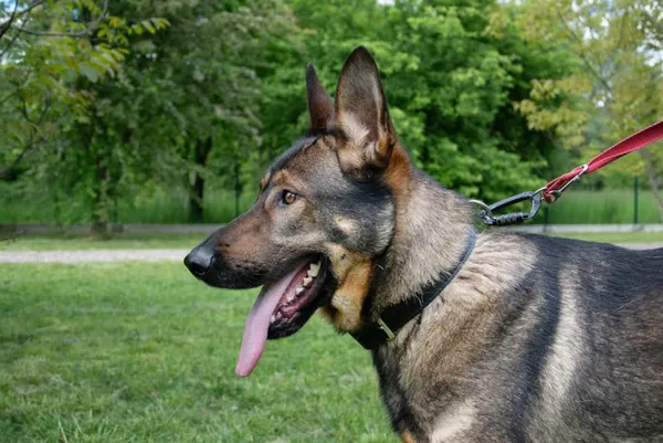 Pies do adopcji, Kraków, 11 kwietnia 2025 (3/5)