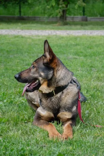 Pies do adopcji, Kraków, 11 kwietnia 2025 (4/5)