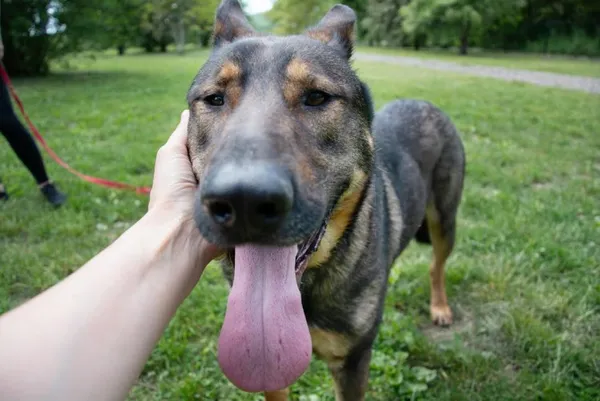 Pies do adopcji, Kraków, 11 kwietnia 2025 (5/5)