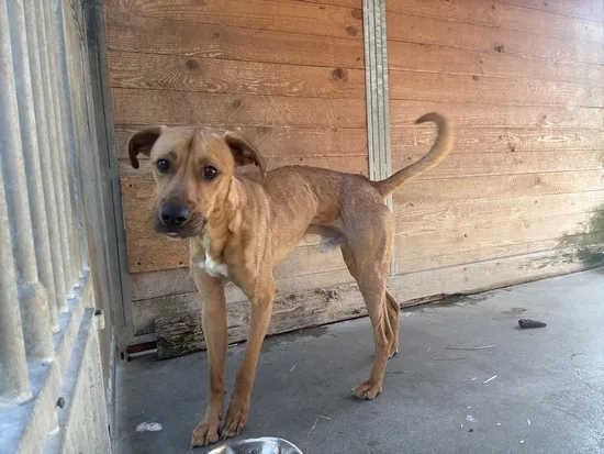 Pies do adopcji, Kraków, 11 kwietnia 2025