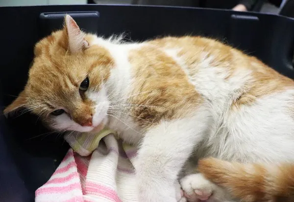 Znaleziono kota, Łódź, 27 kwietnia 2025 (1/2)