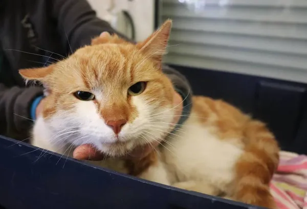 Znaleziono kota, Łódź, 27 kwietnia 2025 (2/2)