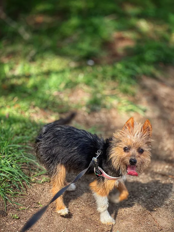 Pies do adopcji, Dłużyna Górna, 26 kwietnia 2025 (3/5)