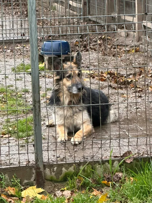 Pies do adopcji, Zgierz, 3 marca 2025 (1/5)