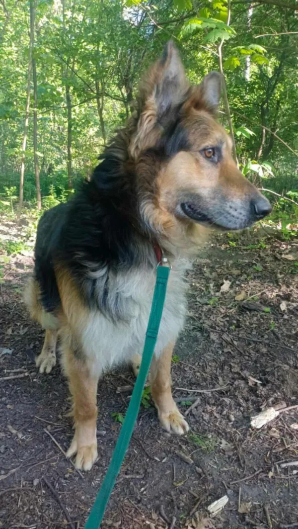 Pies do adopcji, Zgierz, 3 marca 2025 (3/5)