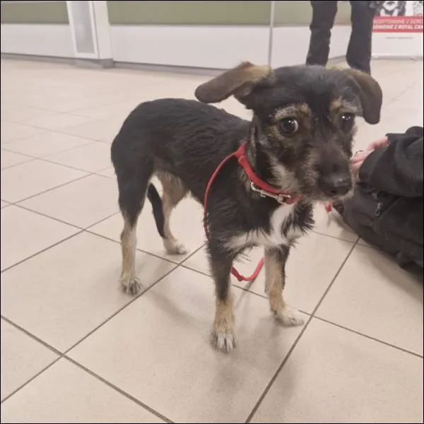 Znaleziono psa, Grudziądz, 26 kwietnia 2025