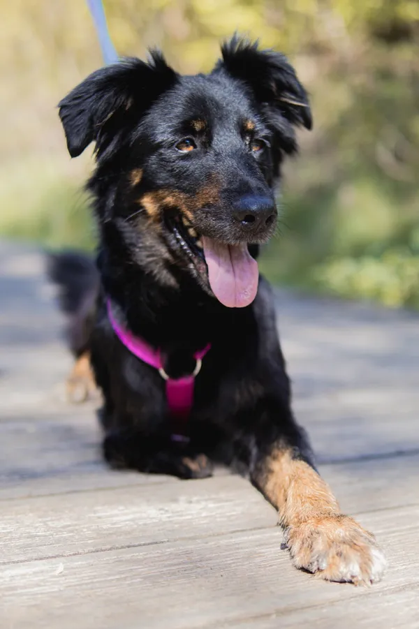 Znaleziono psa, Sosnowiec, 9 kwietnia 2025 (3/4)