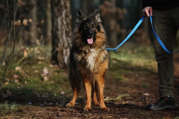 Pies do adopcji, Piła, 25 maja 2022 (1/5)