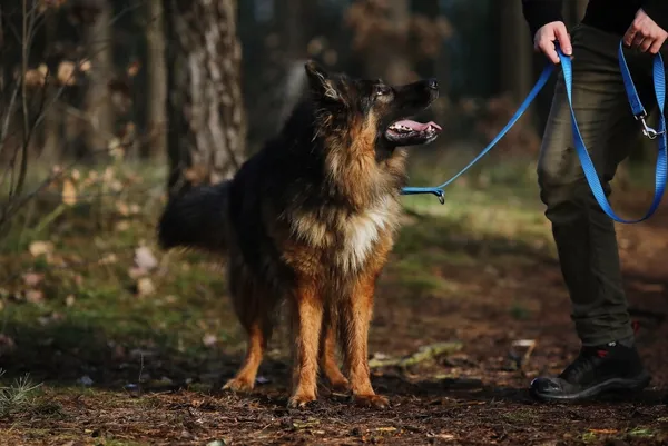 Pies do adopcji, Piła, 25 maja 2022 (2/5)