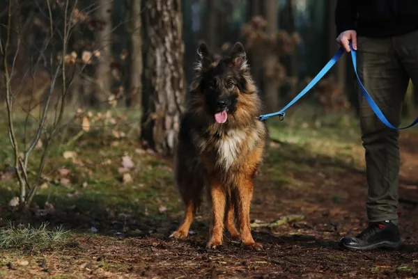 Pies do adopcji, Piła, 25 maja 2022 (5/5)