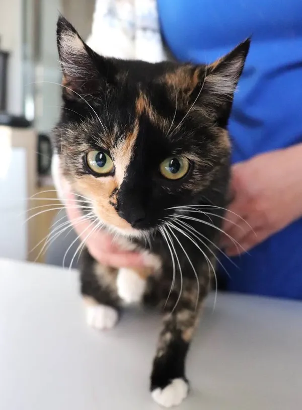 Zaginął kot, Łódź, 24 kwietnia 2025