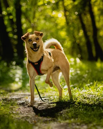 Pies do adopcji, Kraków, 13 kwietnia 2025 (1/4)