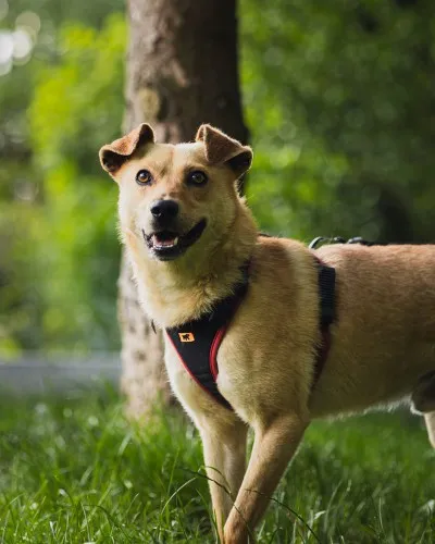 Pies do adopcji, Kraków, 13 kwietnia 2025 (2/4)