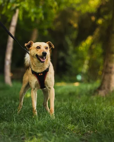 Pies do adopcji, Kraków, 13 kwietnia 2025 (3/4)