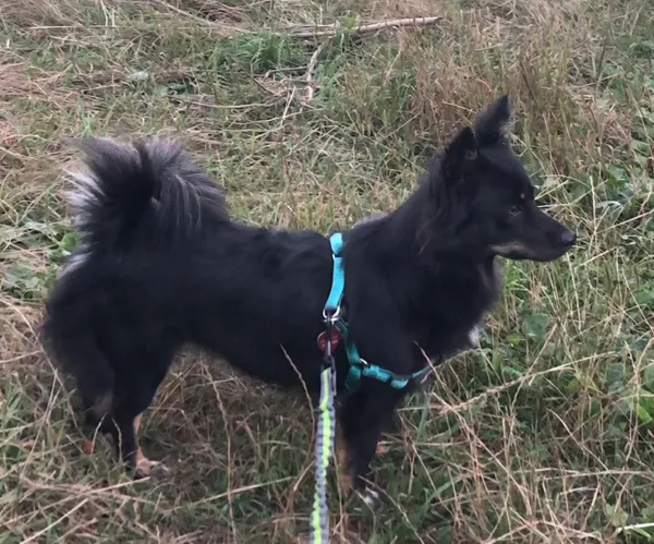 Zaginął pies, Grojec, 28 kwietnia 2025 (1/4)