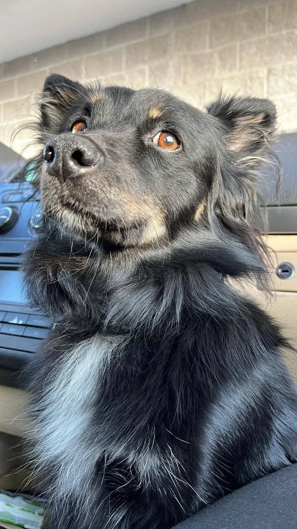 Zaginął pies, Grojec, 28 kwietnia 2025 (2/4)