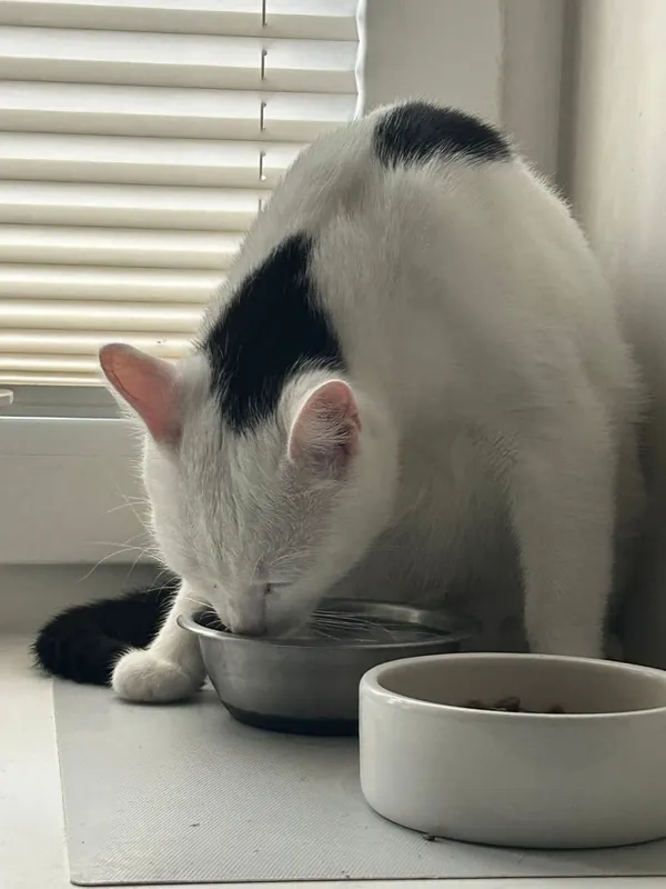 Zaginął kot, Łódź, 27 kwietnia 2025