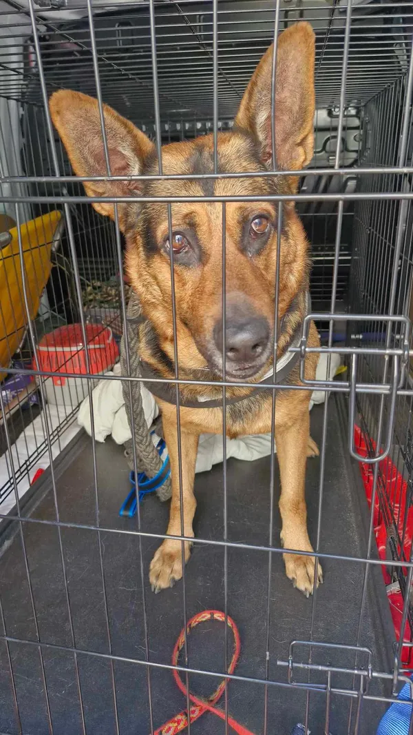 Znaleziono psa, Sosnowiec, 27 kwietnia 2025