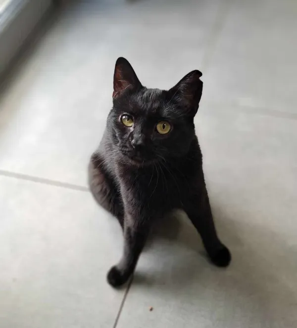 Kot do adopcji, Olsztyn, 10 kwietnia 2025 (1/3)