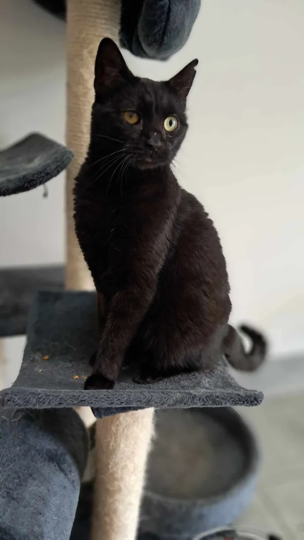 Kot do adopcji, Olsztyn, 10 kwietnia 2025 (2/3)