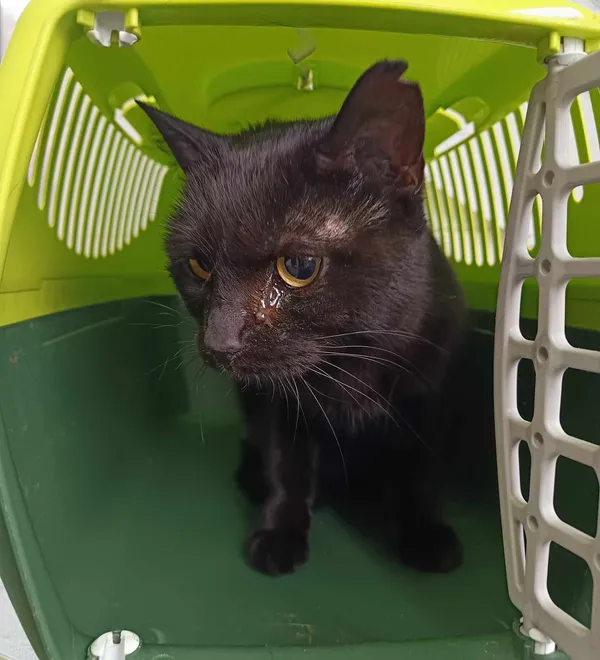 Kot do adopcji, Olsztyn, 10 kwietnia 2025 (3/3)