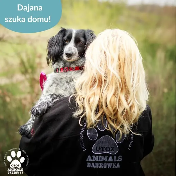 Pies do adopcji, Dąbrówka, 28 kwietnia 2025 (2/5)