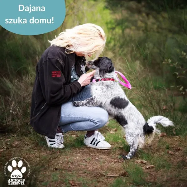 Pies do adopcji, Dąbrówka, 28 kwietnia 2025 (3/5)