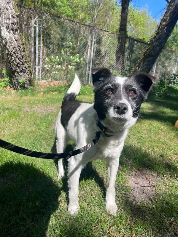 Pies do adopcji, Włocławek, 26 kwietnia 2025 (4/5)