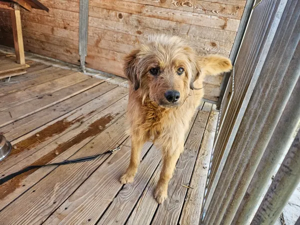 Pies do adopcji, Orzechowce, 27 kwietnia 2025 (1/5)