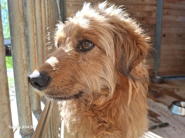 Pies do adopcji, Orzechowce, 27 kwietnia 2025 (2/5)