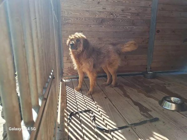 Pies do adopcji, Orzechowce, 27 kwietnia 2025 (4/5)