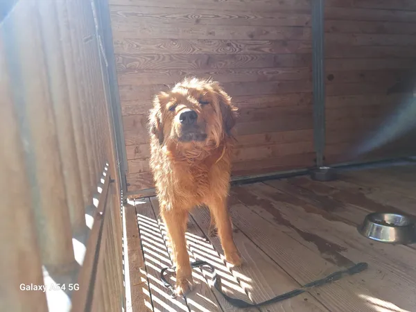 Pies do adopcji, Orzechowce, 27 kwietnia 2025 (5/5)