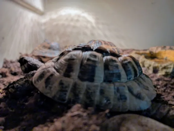 Znaleziono zwierzę, Lublin, 19 kwietnia 2025