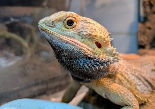 Znaleziono zwierzę, Lublin, 28 kwietnia 2025