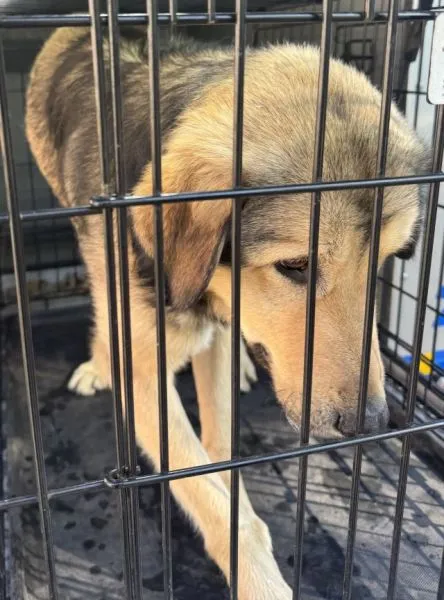 Znaleziono psa, Radom, 26 kwietnia 2025