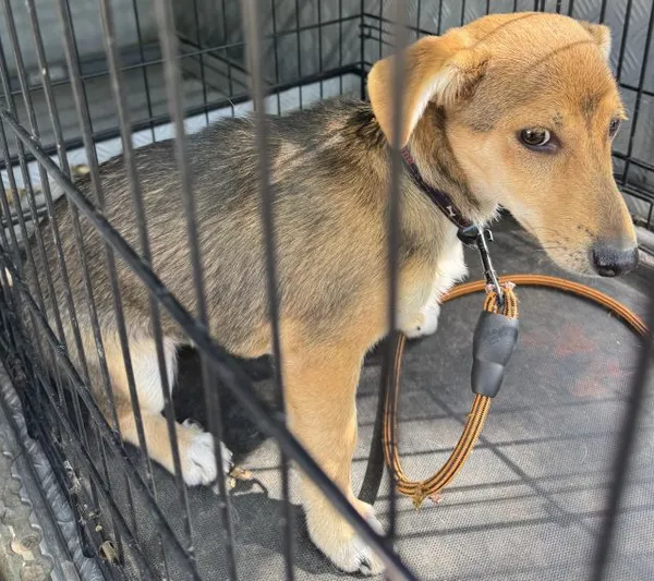 Znaleziono psa, Radom, 25 kwietnia 2025