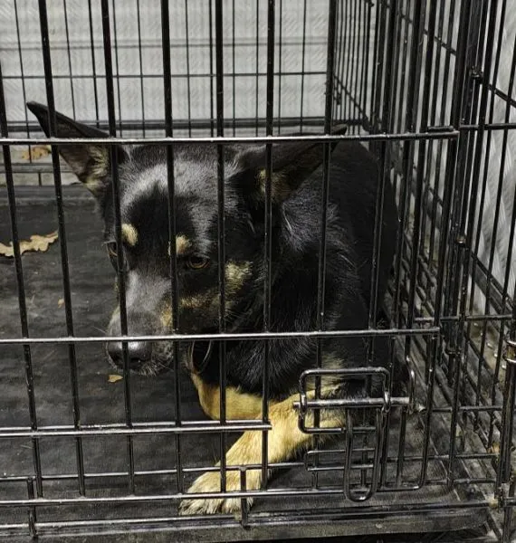 Znaleziono psa, Radom, 25 kwietnia 2025