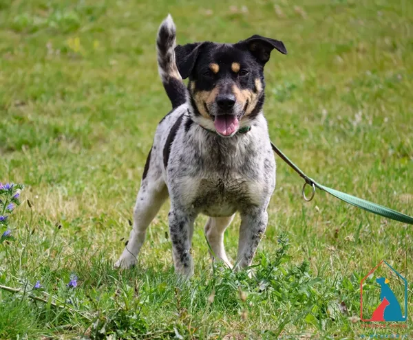 Pies do adopcji, Grudziądz, 14 kwietnia 2025 (1/5)