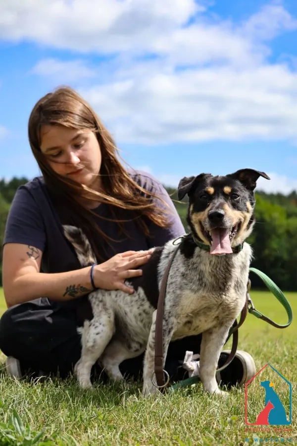 Pies do adopcji, Grudziądz, 14 kwietnia 2025 (2/5)