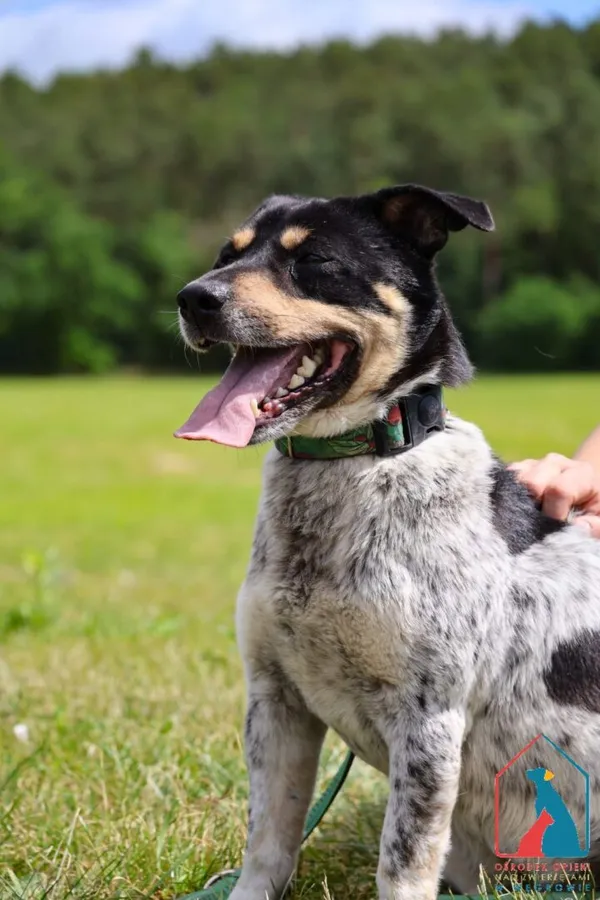 Pies do adopcji, Grudziądz, 14 kwietnia 2025 (3/5)